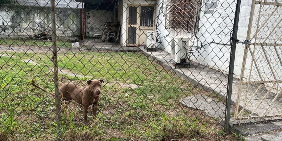 Perro ataca a seis estudiantes - Fuente: PCNL