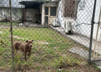 Perro ataca a seis estudiantes - Fuente: PCNL