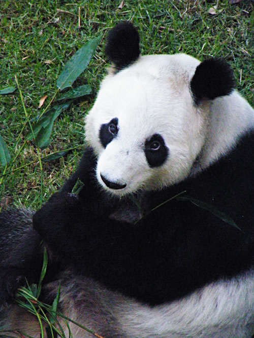 Zoológico de Chapultepec