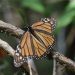 Mariposa Monarca