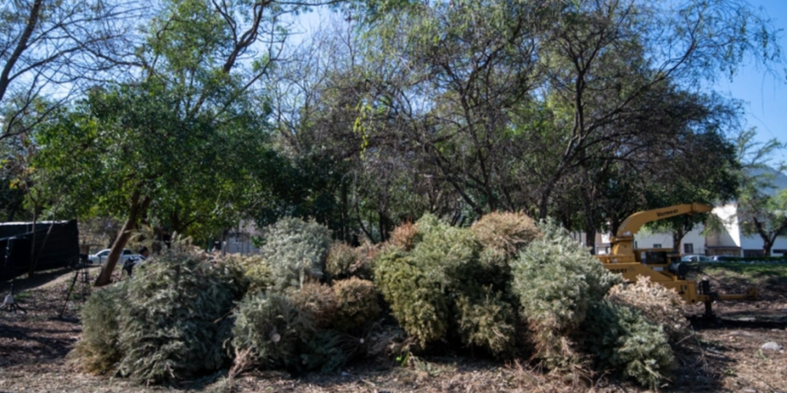 Monterrey habilita 46 centros de acopio para recolección de pinos navideños.