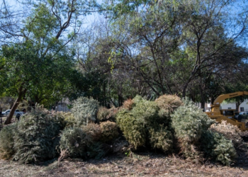 Monterrey habilita 46 centros de acopio para recolección de pinos navideños.