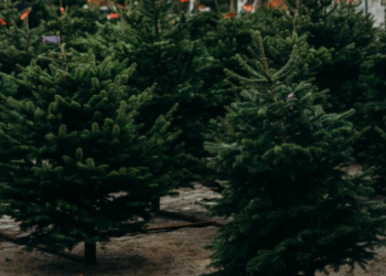 Colecta de árboles de navidad en Naucalpan