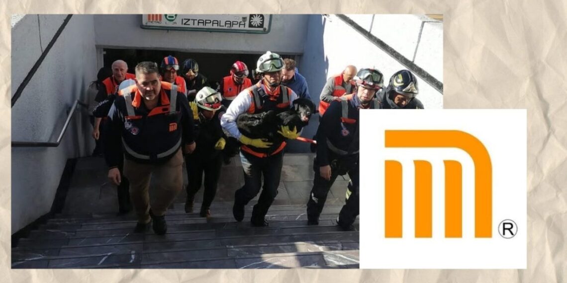 Perrito rescatado en la CDMX