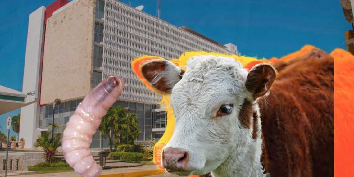 Primer caso de gusano barrenador en Campeche.