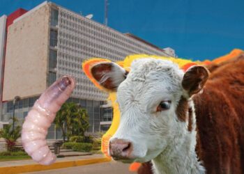 Primer caso de gusano barrenador en Campeche.