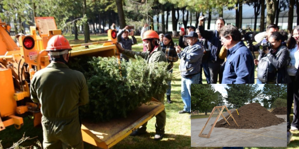 Conoce los centros de recolección del pinito navideño en Estado de México