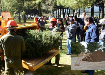 Conoce los centros de recolección del pinito navideño en Estado de México