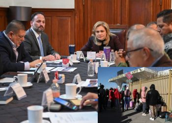 Chihuahua Maru Campos