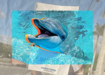 Activistas denuncian presunto maltrato animal