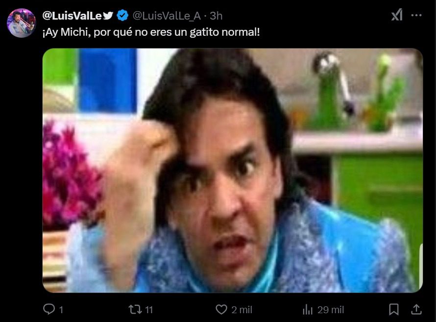 Usuarios crean memes por el rescate del gatito de Regina Blandón.