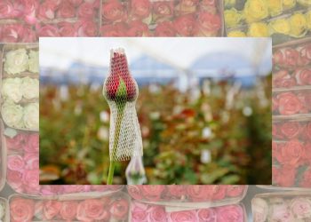 EdoMéx, líder en producción de rosas para San Valentín