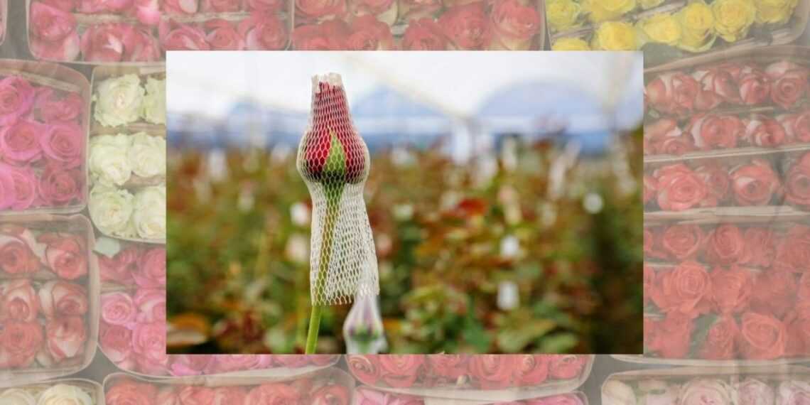EdoMéx, líder en producción de rosas para San Valentín