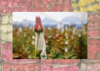 EdoMéx, líder en producción de rosas para San Valentín