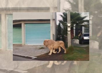 León escapa de refugio y sorprende a vecinos en Edomex