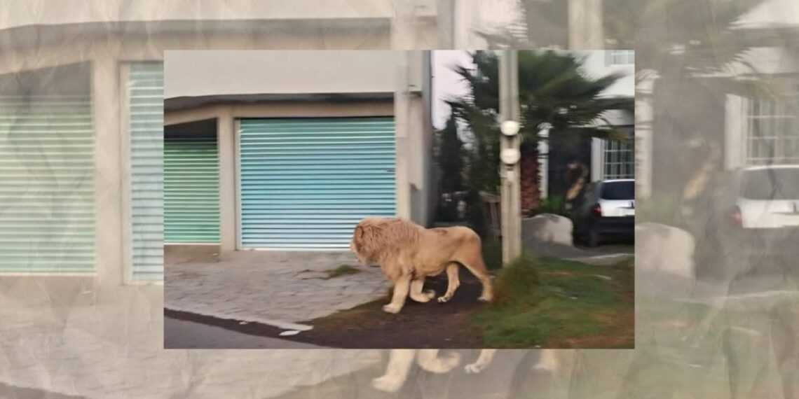 León escapa de refugio y sorprende a vecinos en Edomex