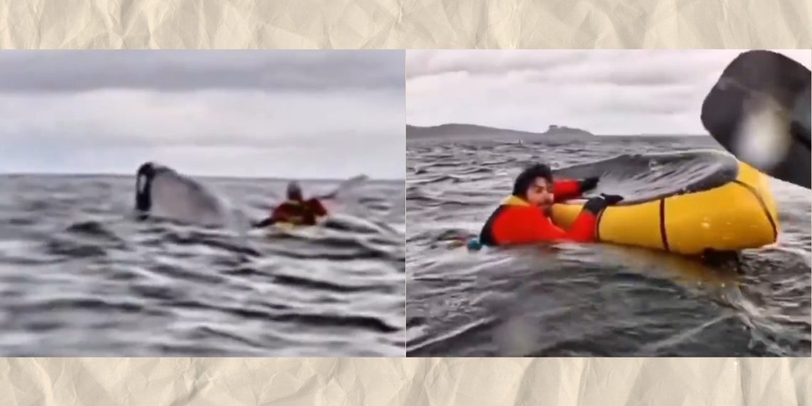 Video: Una ballena jorobada casi se come a joven en Chile