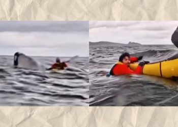 Video: Una ballena jorobada casi se come a joven en Chile