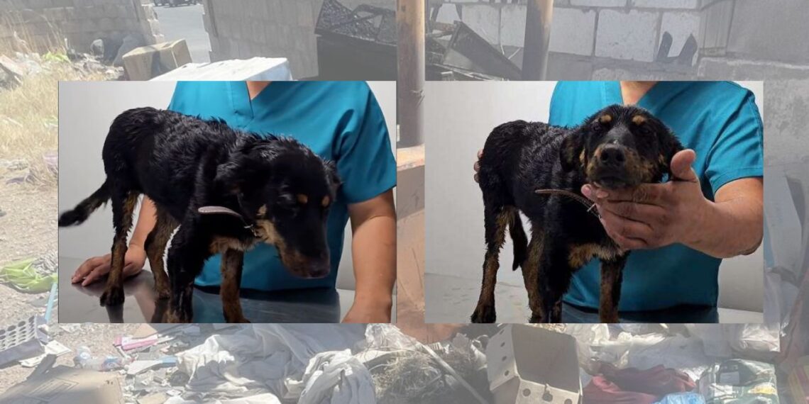 Atiende Municipio de Chihuahua denuncia de maltrato a perrita Violeta