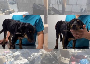 Atiende Municipio de Chihuahua denuncia de maltrato a perrita Violeta