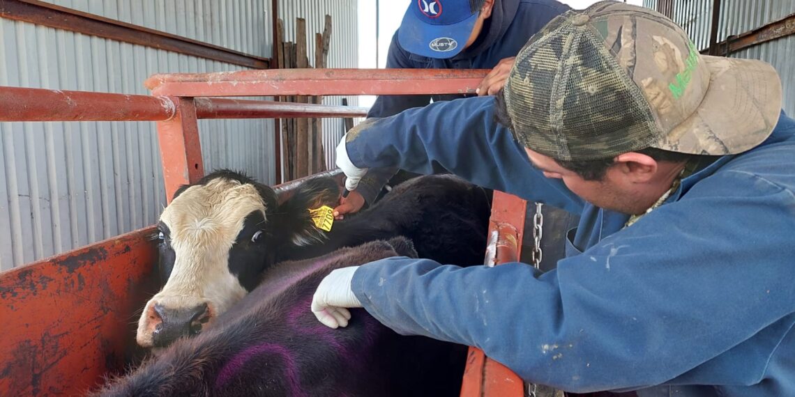 Chihuahua refuerza su cerco sanitario fronterizo para prevenir el Gusano Barrenador del Ganado