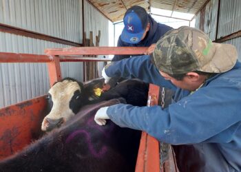 Chihuahua refuerza su cerco sanitario fronterizo para prevenir el Gusano Barrenador del Ganado 