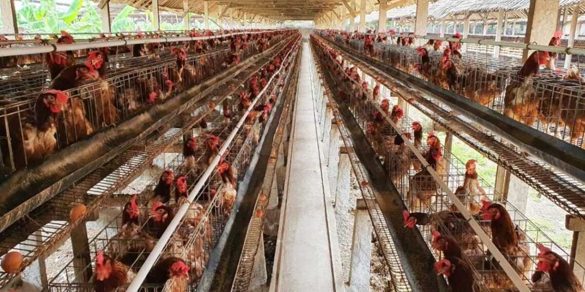 Realizan pruebas de influenza aviar a trabajadores de granja de Marín, Nuevo León