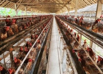 Realizan pruebas de influenza aviar a trabajadores de granja de Marín, Nuevo León