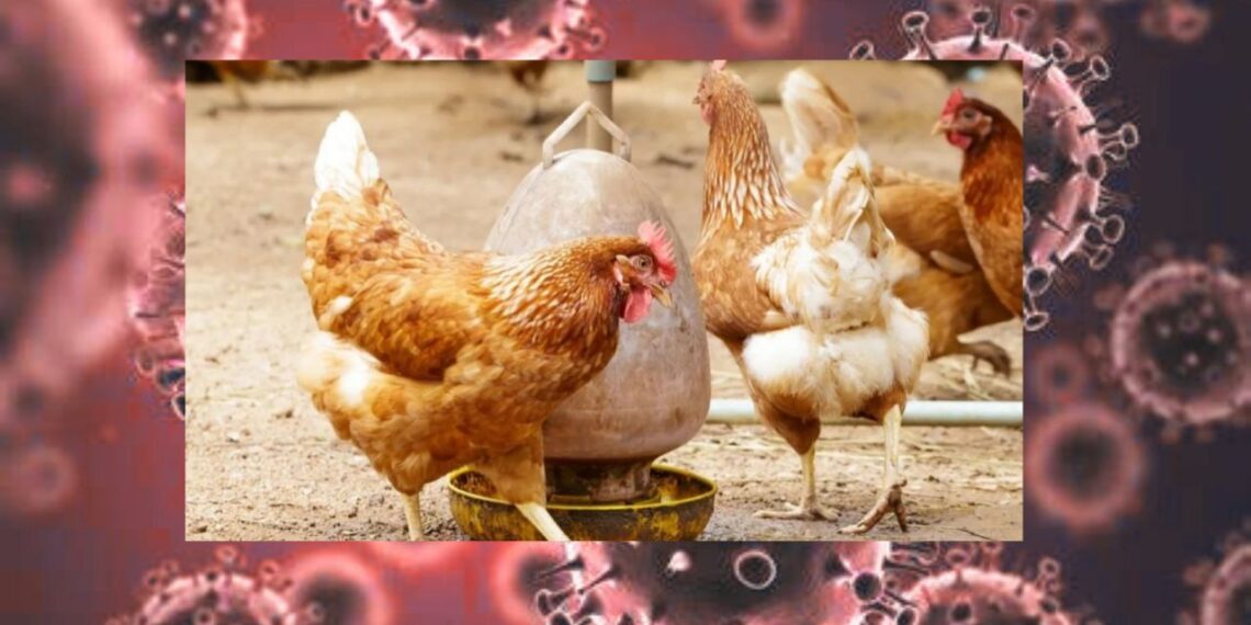 Secretaría de Salud confirma primer caso de influenza aviar A (H5N1) en humanos
