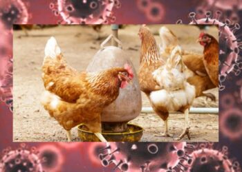 Secretaría de Salud confirma primer caso de influenza aviar A (H5N1) en humanos 