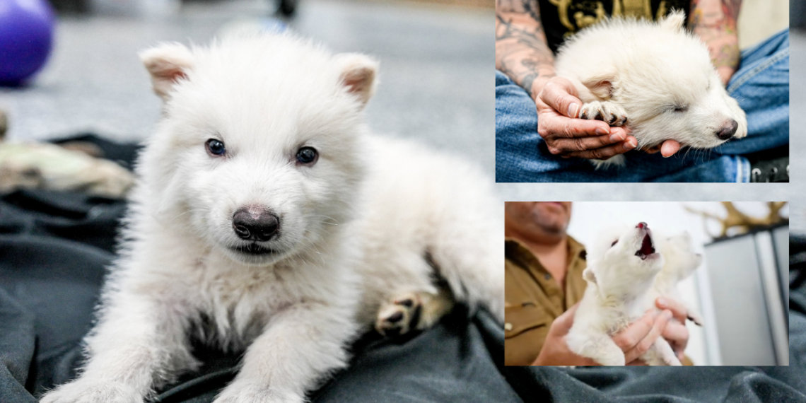 desextinguen a tres ejemplares de lobo terribles.