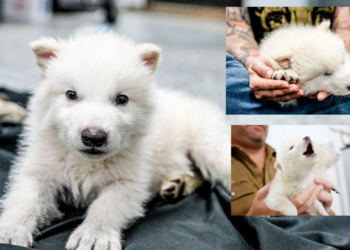 desextinguen a tres ejemplares de lobo terribles.