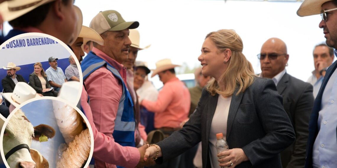 Blinda Maru Campos Chihuahua de Gusano Barrenador; arranca Programa Estatal de Vigilancia