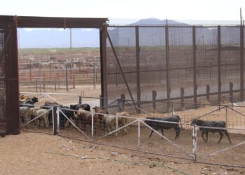 Descarta Chihuahua casos de gusano barrenador; refuerza su vigilancia sanitaria  