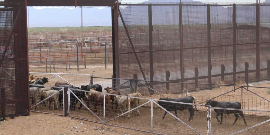 Descarta Chihuahua casos de gusano barrenador; refuerza su vigilancia sanitaria