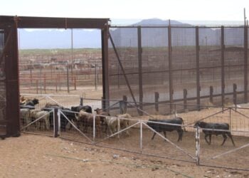 Descarta Chihuahua casos de gusano barrenador; refuerza su vigilancia sanitaria  