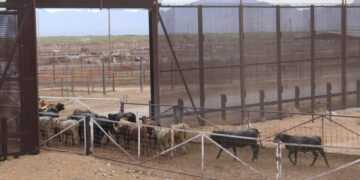 Descarta Chihuahua casos de gusano barrenador; refuerza su vigilancia sanitaria  