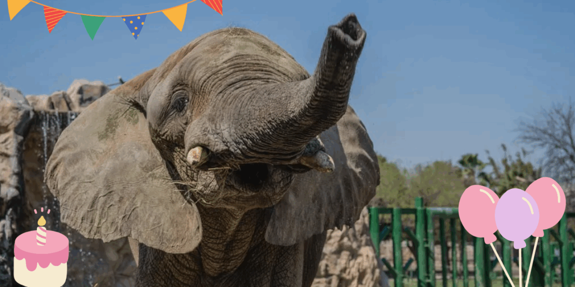 Asiste al cumpleaños de Monty en el Zoológico la Pastora.
