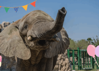 Asiste al cumpleaños de Monty en el Zoológico la Pastora.