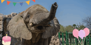 Asiste al cumpleaños de Monty en el Zoológico la Pastora.