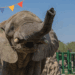 Asiste al cumpleaños de Monty en el Zoológico la Pastora.