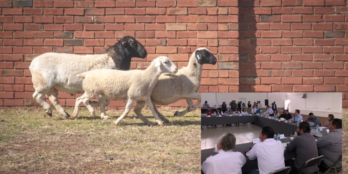 Municipio de Chihuahua elevará sanciones por ganado suelto en vía pública 