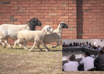 Municipio de Chihuahua elevará sanciones por ganado suelto en vía pública 