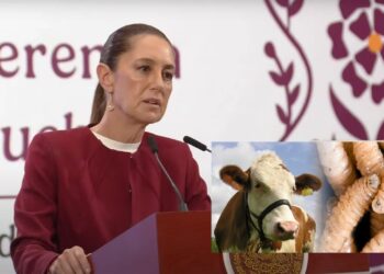 “No estamos de acuerdo”: Sheinbaum suspensión de EU a la Importación de ganado mexicano por gusano barrenador 