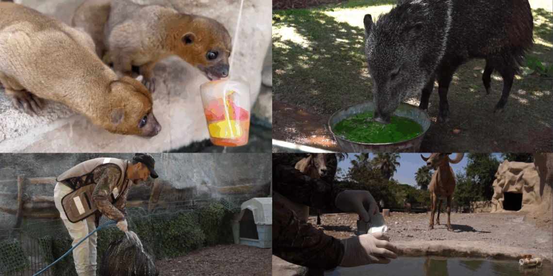 Conoce las maneras en las que el Parque Zoológico La Pastora enfrenta las altas temperaturas ayudando a sus animales.