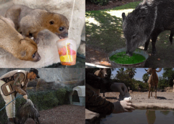 Conoce las maneras en las que el Parque Zoológico La Pastora enfrenta las altas temperaturas ayudando a sus animales.