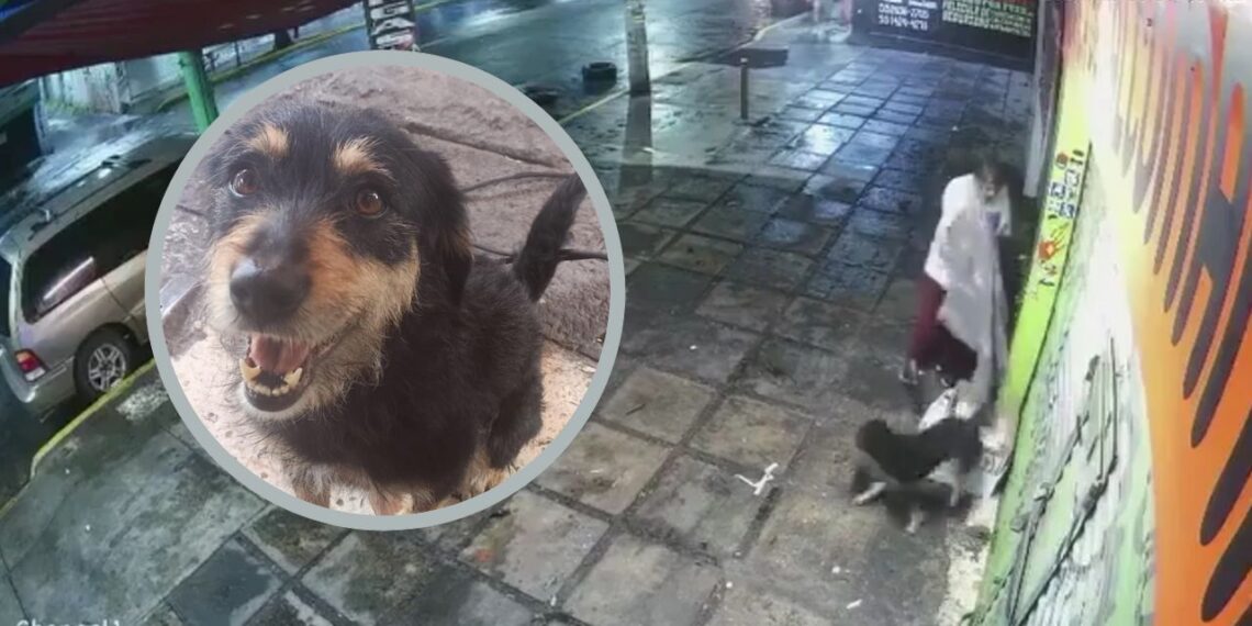 ¡Ni los perritos se salvan de los asaltos! Un lomito en situación de calle fue víctima de robo en Iztapalapa