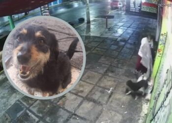 ¡Ni los perritos se salvan de los asaltos! Un lomito en situación de calle fue víctima de robo en Iztapalapa