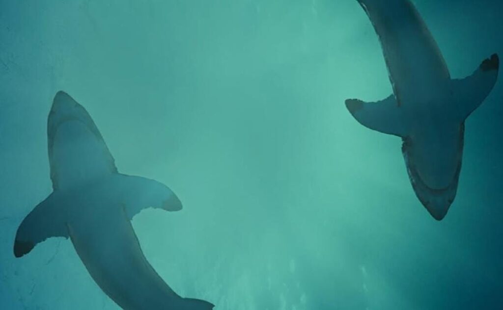 Asiste a la exposición de Tiburones.