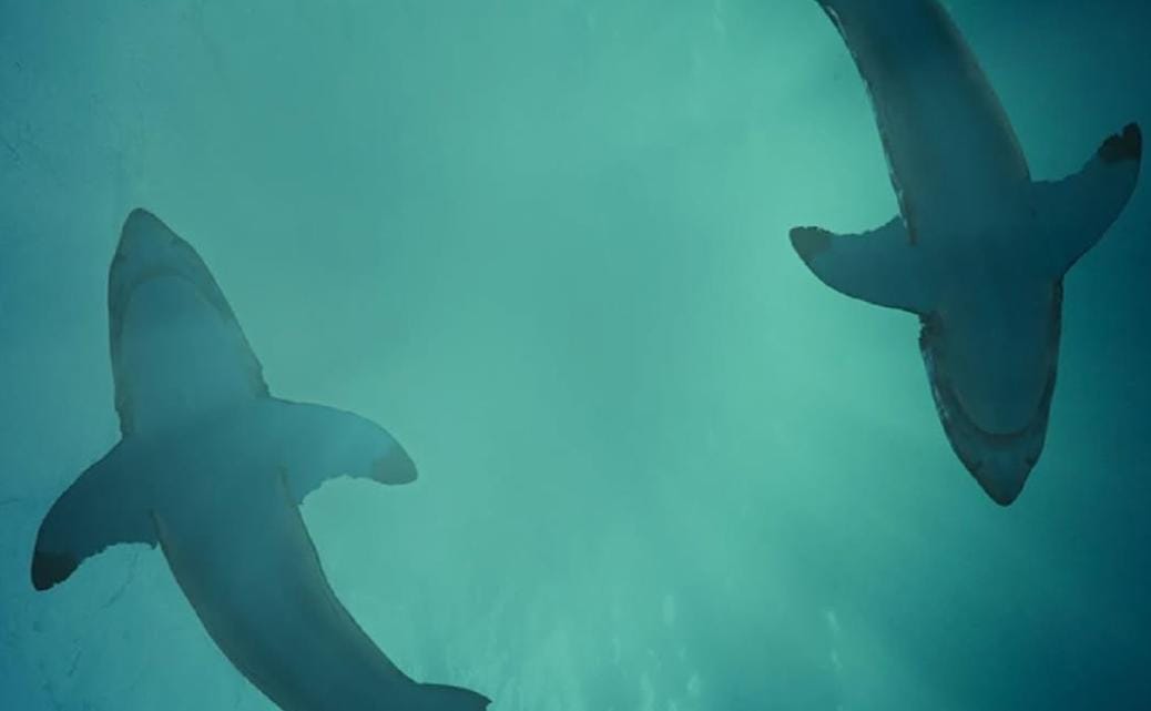 Asiste a la exposición de Tiburones.